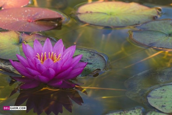  پس زمینه گل نیلوفر آبی برای لپ تاپ