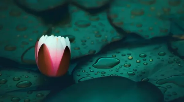 عکس گل نیلوفر آبی