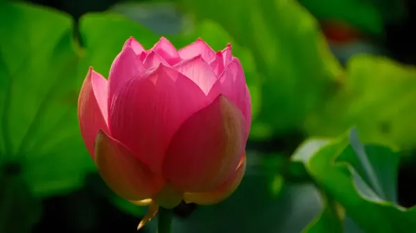 عکس گل نیلوفر آبی