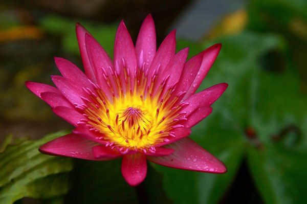  تصاویر گل نیلوفر آبی