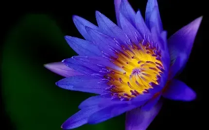 دانلود گل نیلوفر زیبا برای پروفایل