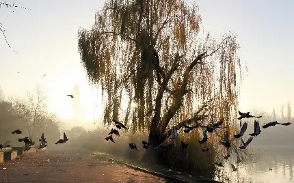  عکس زمینه درخت بید مجنون بزرگ