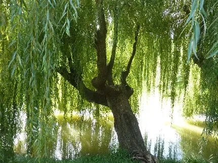  عکس زمینه درخت بید مجنون بزرگ