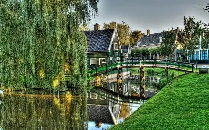  عکس زمینه درخت بید مجنون بزرگ