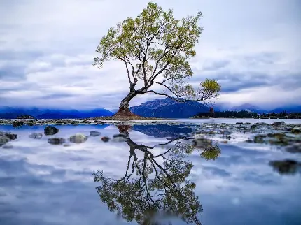  عکس زمینه درخت بید مجنون بزرگ