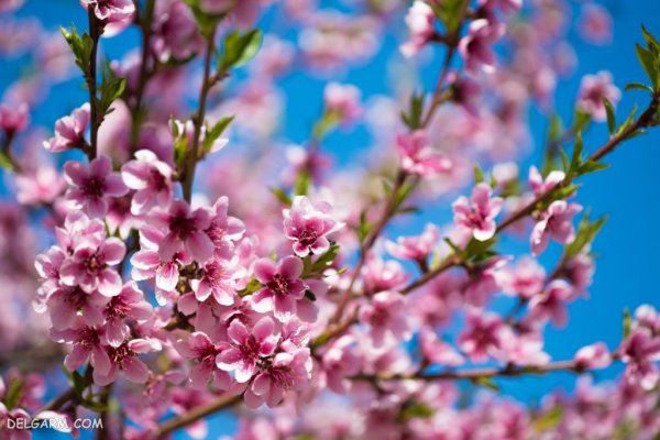 عکس درخت با شکوفه های سفید برای پروفایل