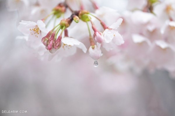  عکس درخت با شکوفه های سفید برای پروفایل