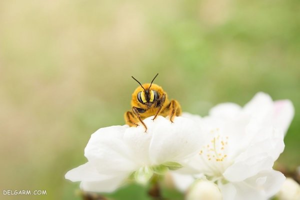  عکس درخت با شکوفه های سفید برای پروفایل