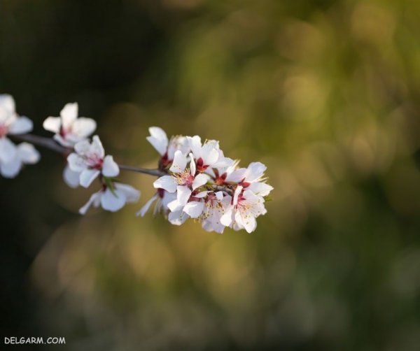  عکس درخت با شکوفه های سفید برای پروفایل