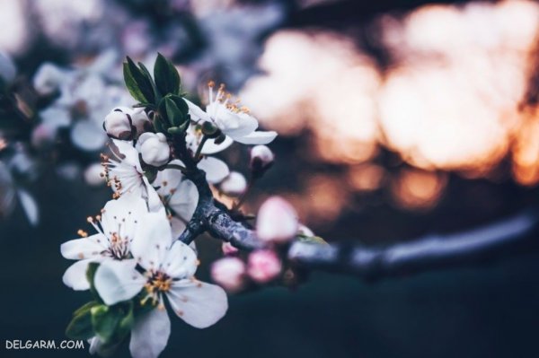  عکس درخت با شکوفه های سفید برای پروفایل