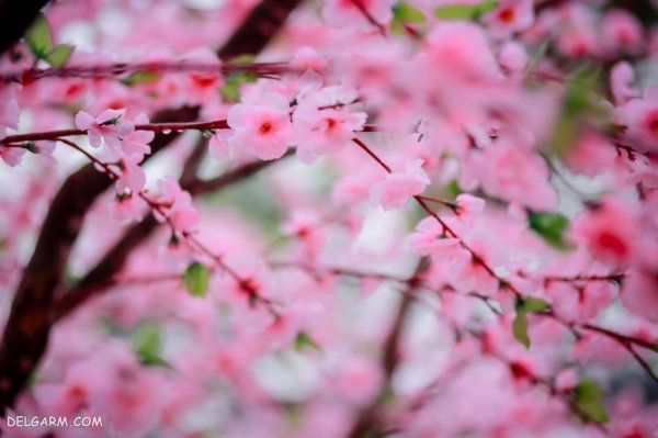  عکس درخت با شکوفه های سفید برای پروفایل