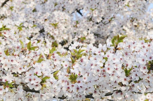  عکس درخت با شکوفه های سفید برای پروفایل