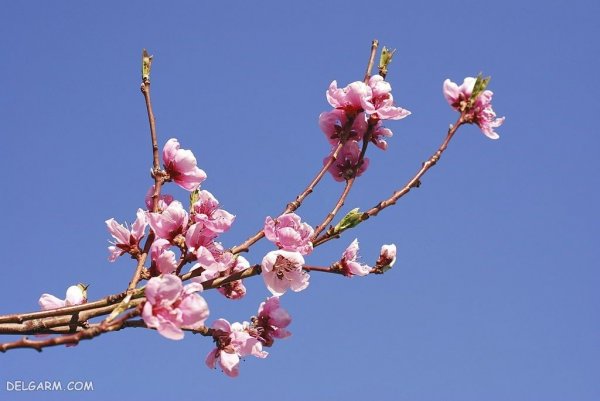  عکس درخت با شکوفه های سفید برای پروفایل