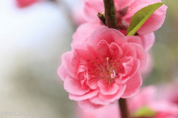  عکس درخت با شکوفه های سفید برای پروفایل