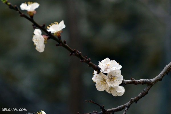  عکس درخت با شکوفه های سفید برای پروفایل