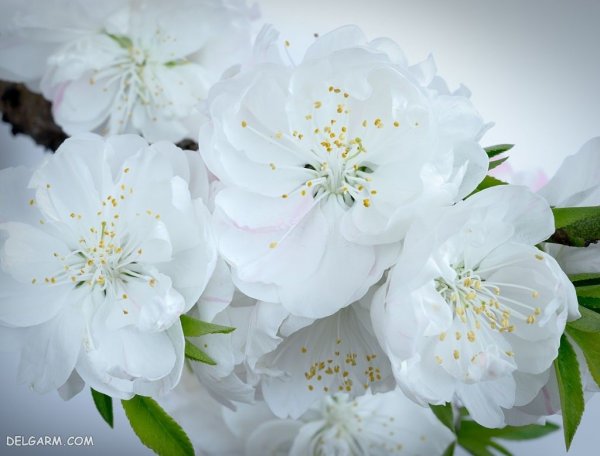  عکس درخت با شکوفه های سفید برای پروفایل