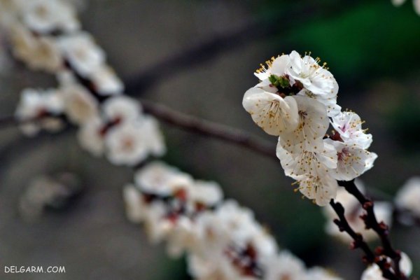  عکس درخت با شکوفه های سفید برای پروفایل