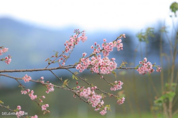  عکس درخت با شکوفه های سفید برای پروفایل