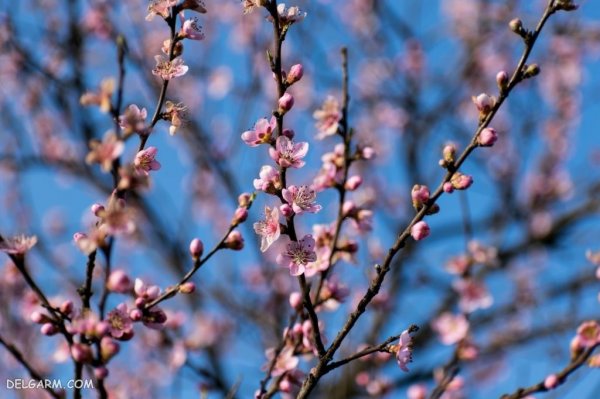  عکس درخت با شکوفه های سفید برای پروفایل