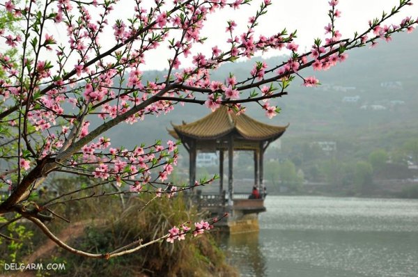  عکس درخت با شکوفه های سفید برای پروفایل