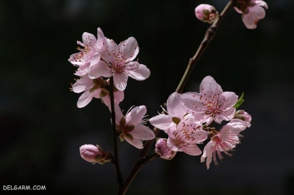  عکس درخت با شکوفه های سفید برای پروفایل