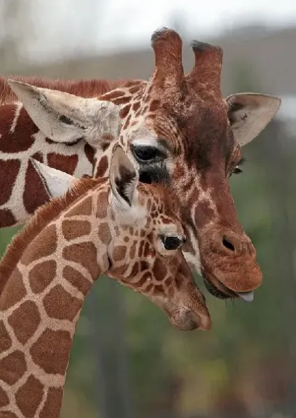  عکس پروفایل زرافه کیوت