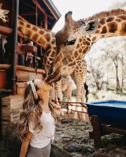  عکس پروفایل زرافه کیوت