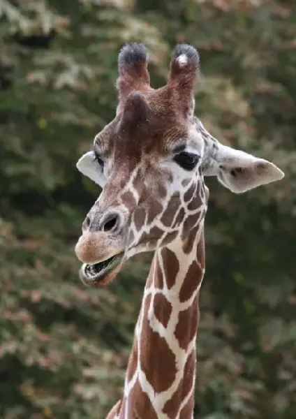  عکس پروفایل زرافه کیوت