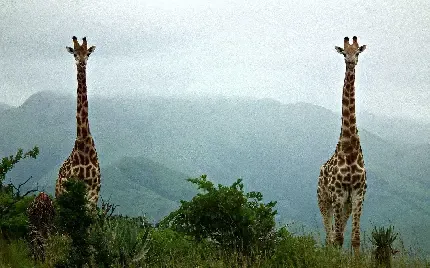  عکس پروفایل زرافه کیوت