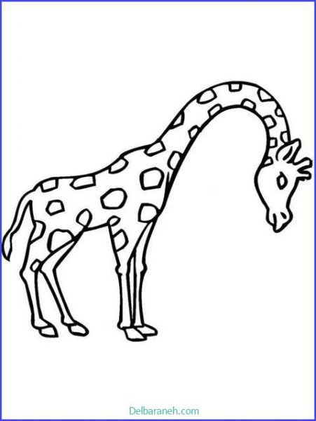 عکس زرافه نقاشی