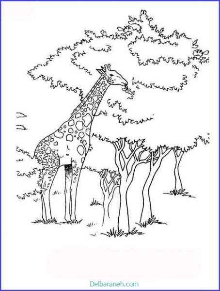  عکس زرافه نقاشی