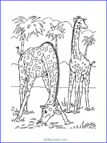  عکس زرافه نقاشی