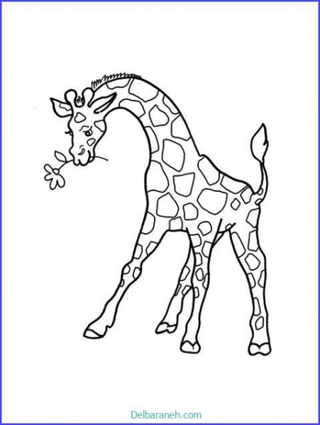  عکس زرافه نقاشی