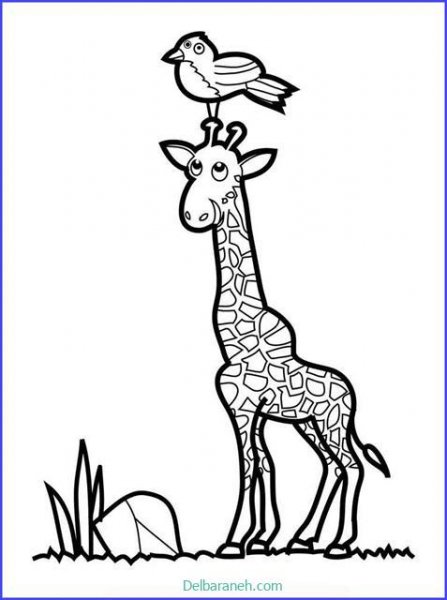  عکس زرافه نقاشی