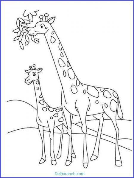  عکس زرافه نقاشی