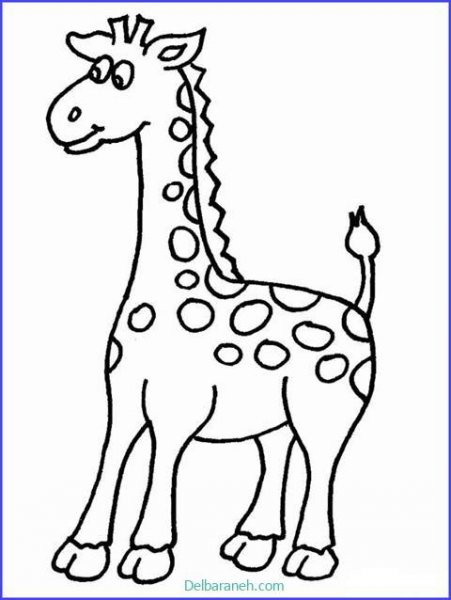  عکس زرافه نقاشی