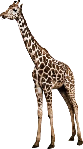  عکس زرافه کارتونی برای پروفایل