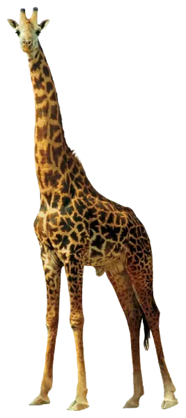  عکس زرافه کارتونی برای پروفایل