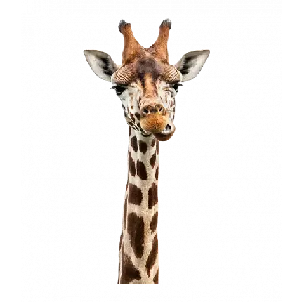  عکس زرافه کارتونی برای پروفایل