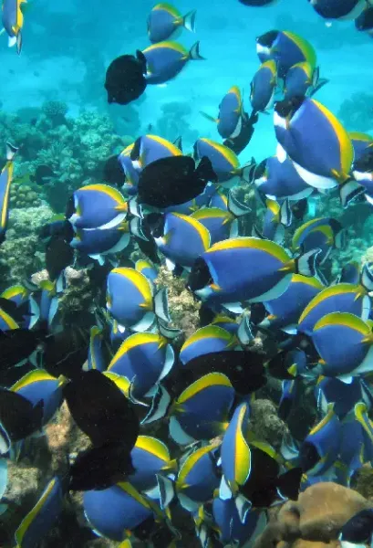  عکس صخره های مرجانی