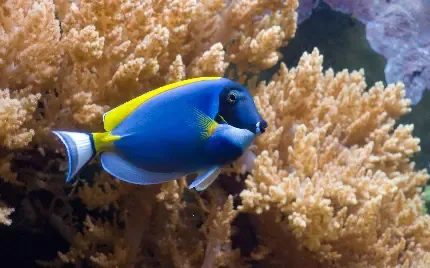  عکس صخره های مرجانی