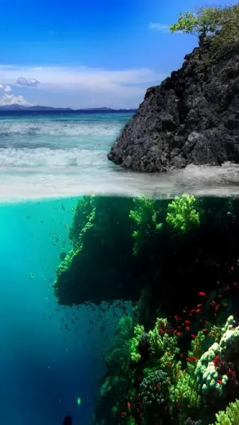  عکس صخره های مرجانی