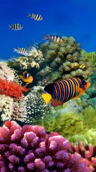  دانلود عکس صخره های مرجانی برای تصویر زمینه