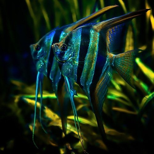  عکس ماهی های زیبا و رنگی اقیانوس