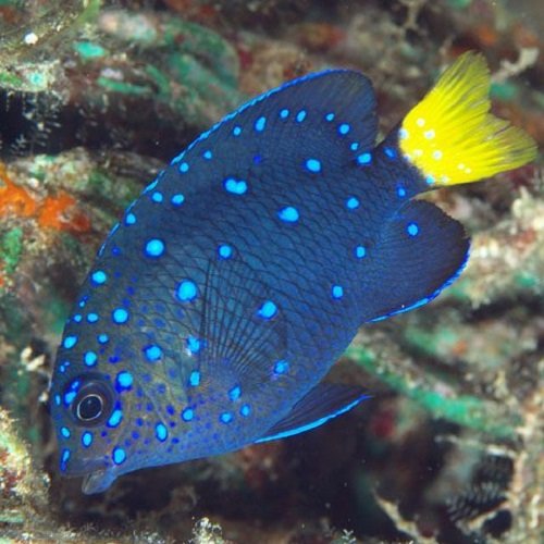  عکس ماهی های زیبا و رنگی اقیانوس