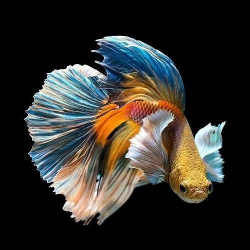  دانلود عکس ماهی