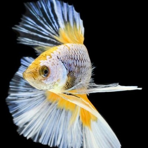  دانلود عکس ماهی