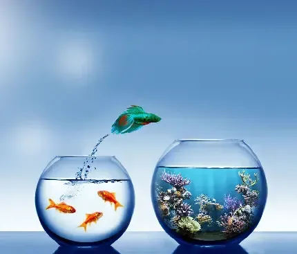  عکس ماهی با کیفیت بالا