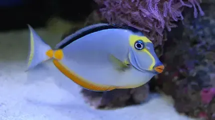  عکس ماهی با کیفیت بالا