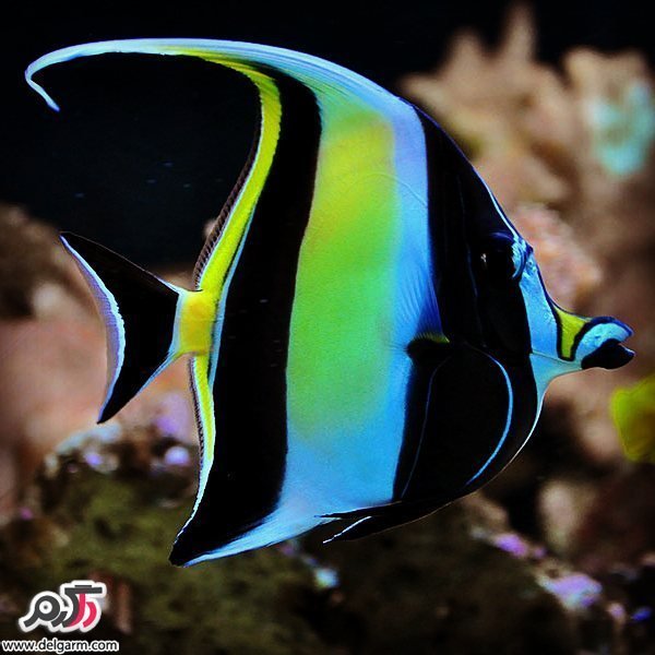 عکس ماهی زیبا برای پروفایل